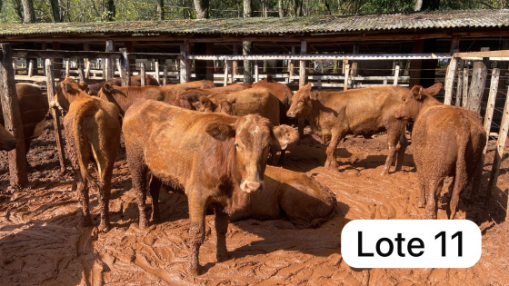 foto do lote 