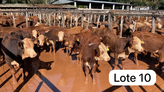 foto do lote 