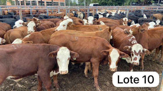 foto do lote 