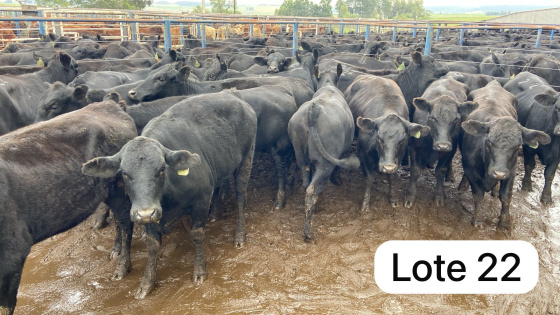 foto do lote 