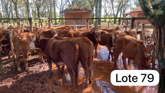 foto do lote 