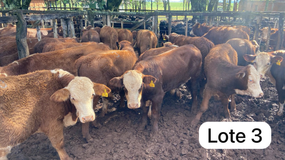 foto do lote 