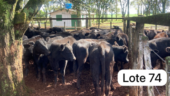foto do lote 