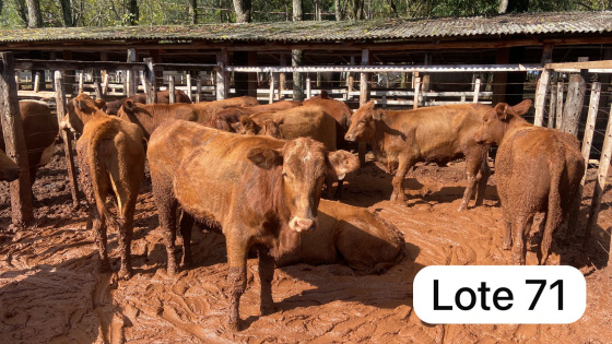 foto do lote 