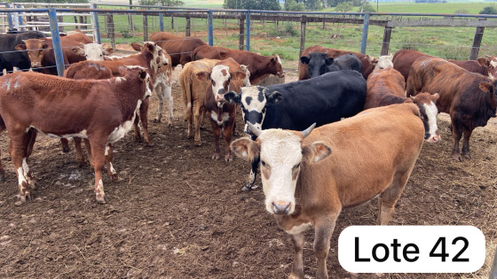 foto do lote 