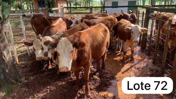 foto do lote 