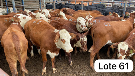 foto do lote 
