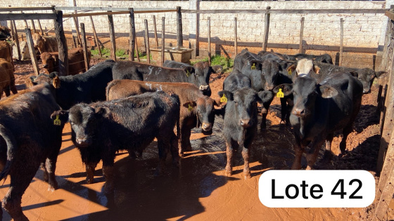 foto do lote 