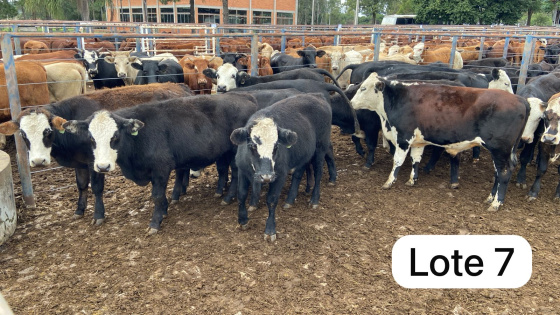 foto do lote 