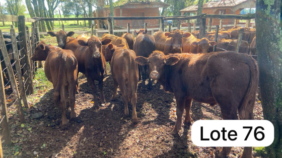 foto do lote 