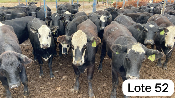 foto do lote 