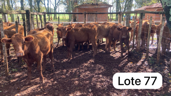 foto do lote 