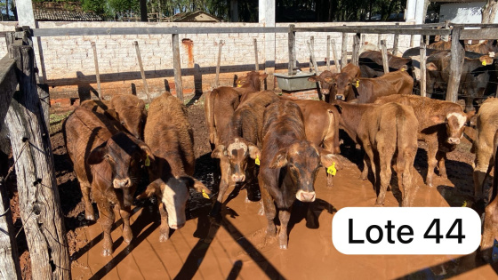 foto do lote 