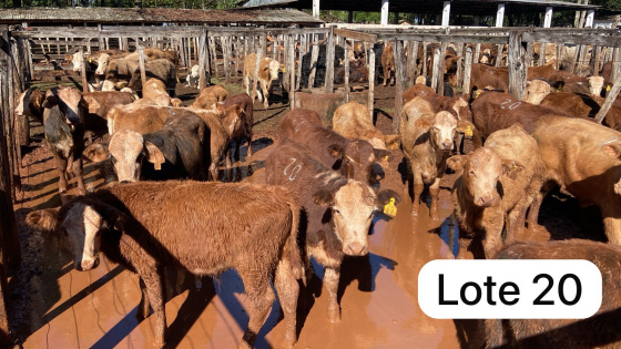 foto do lote 