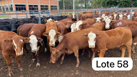 foto do lote 