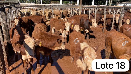 foto do lote 