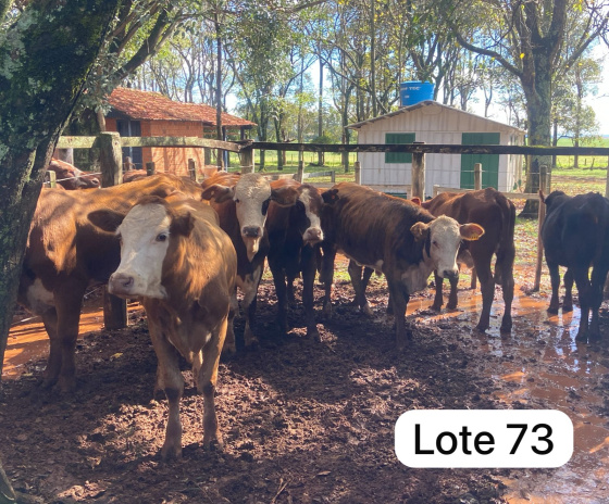 foto do lote 