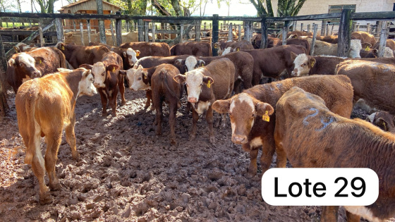 foto do lote 