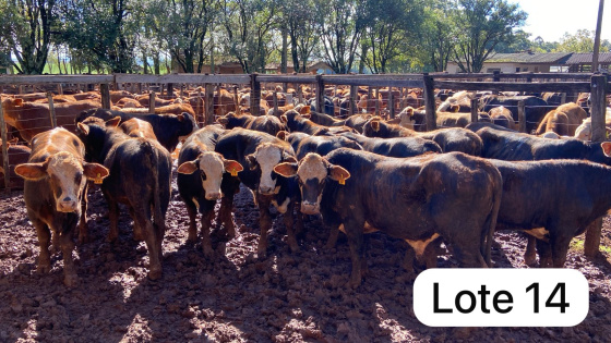 foto do lote 
