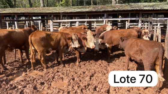 foto do lote 