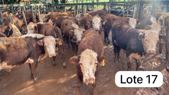 foto do lote 
