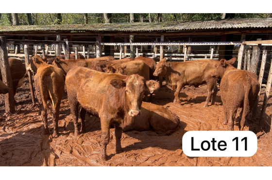 foto do lote 