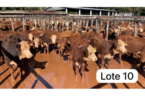 foto do lote 