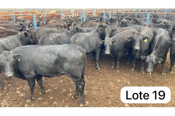 foto do lote 
