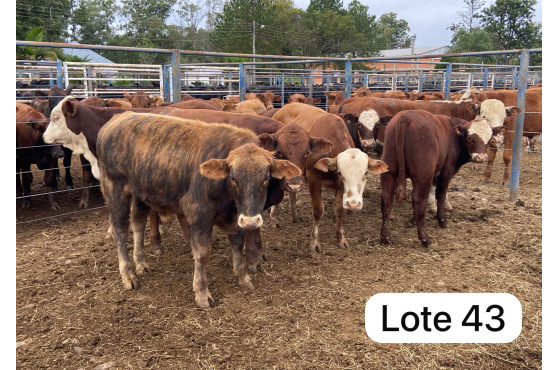 foto do lote 