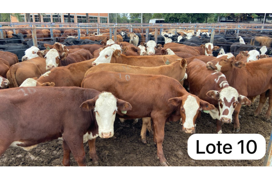 foto do lote 