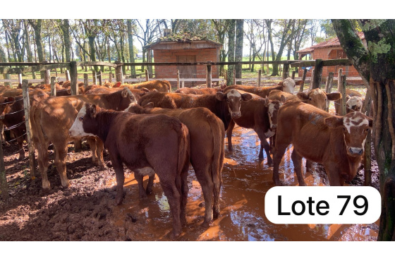 foto do lote 
