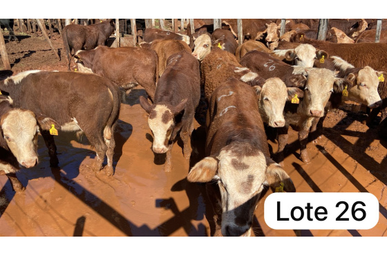 foto do lote 