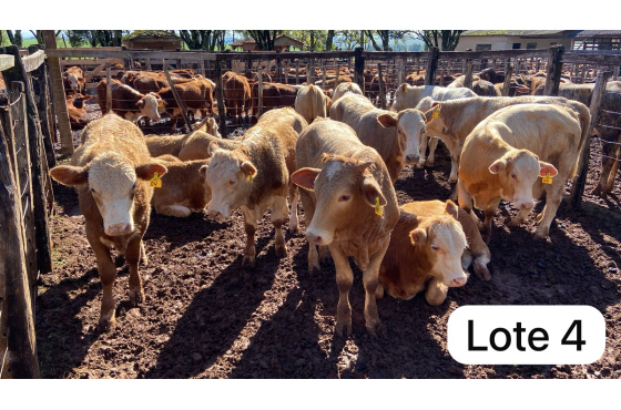 foto do lote 