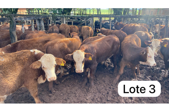 foto do lote 