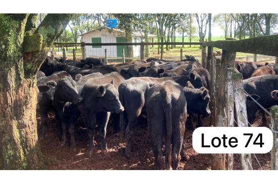 foto do lote 