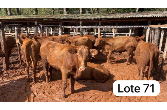 foto do lote 