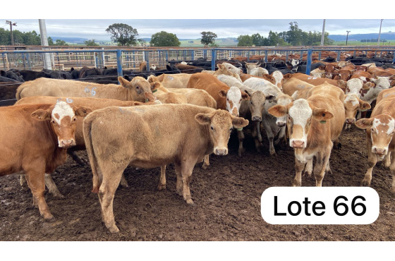 foto do lote 