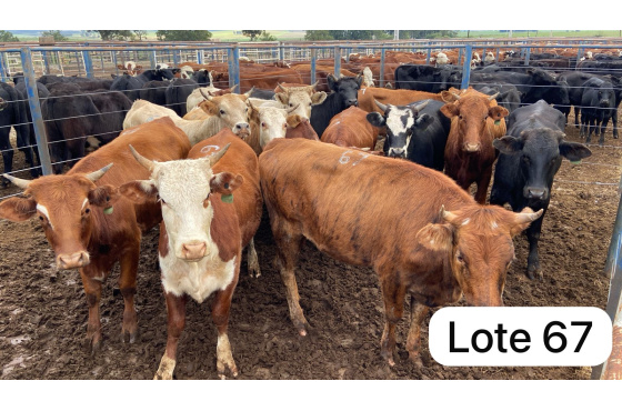 foto do lote 