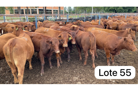 foto do lote 