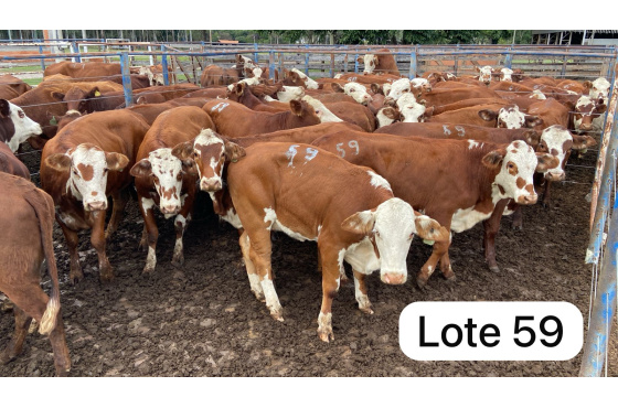 foto do lote 