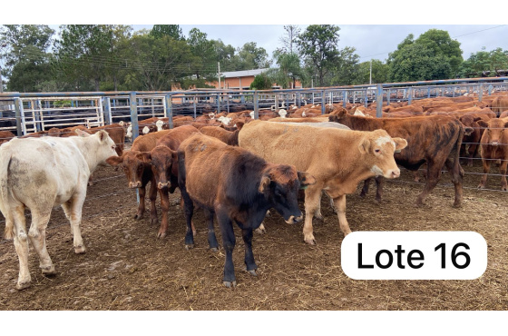 foto do lote 