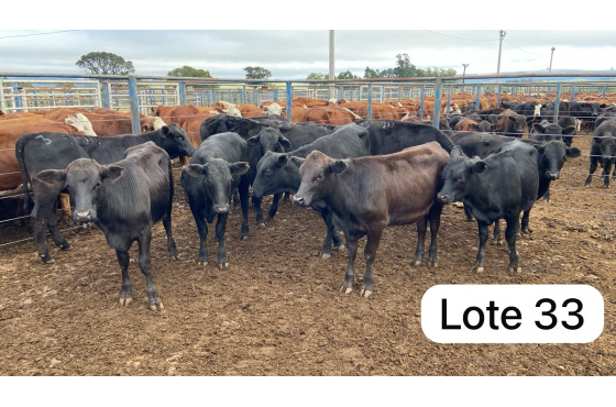 foto do lote 