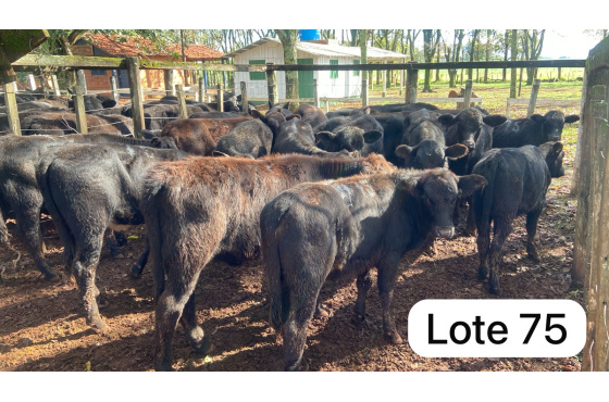 foto do lote 