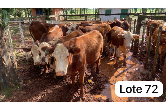 foto do lote 