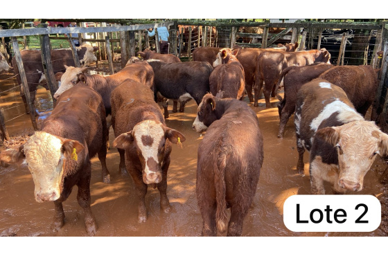 foto do lote 