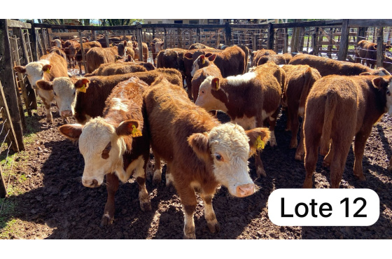foto do lote 