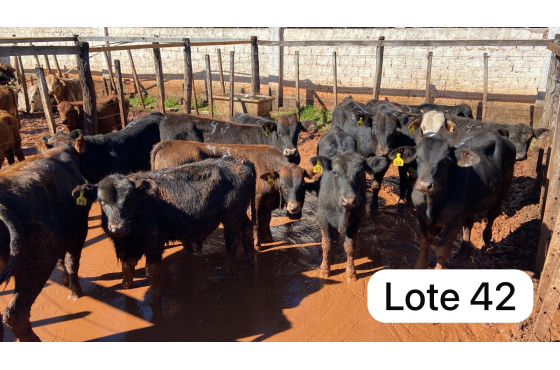 foto do lote 