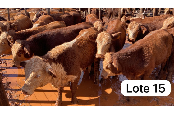 foto do lote 