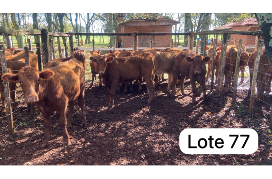 foto do lote 