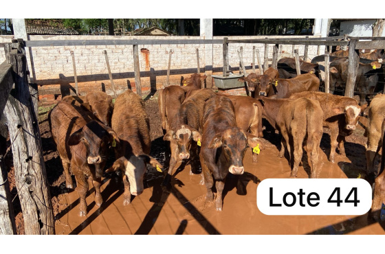 foto do lote 